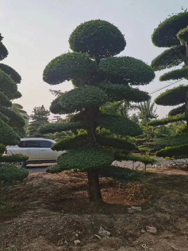 造型松