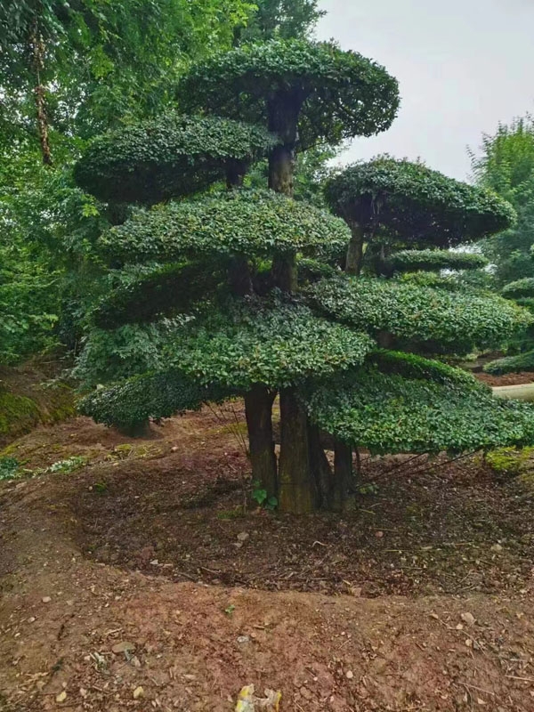 造型松