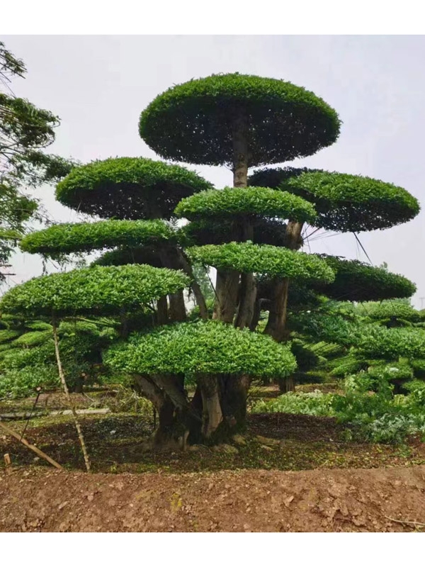 造型松