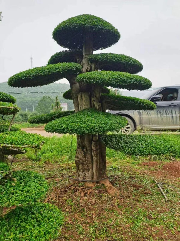 造型松