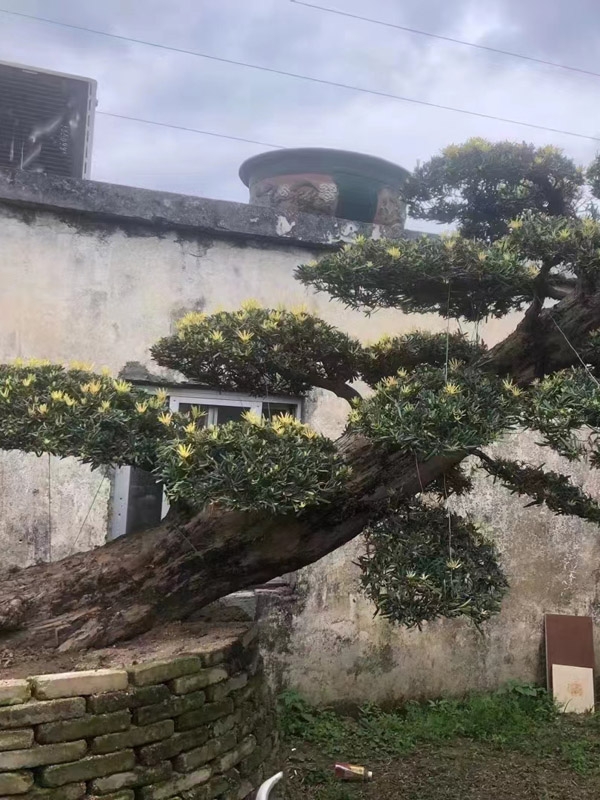 罗汉松