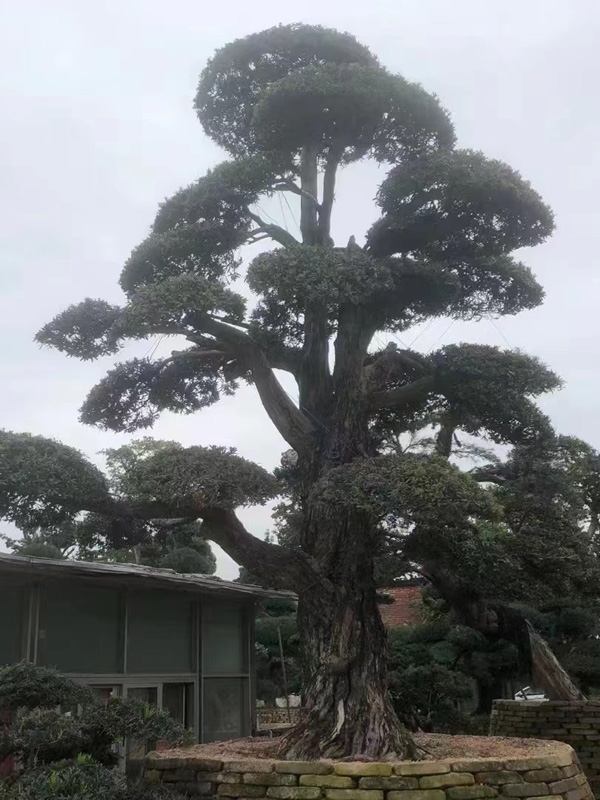 罗汉松
