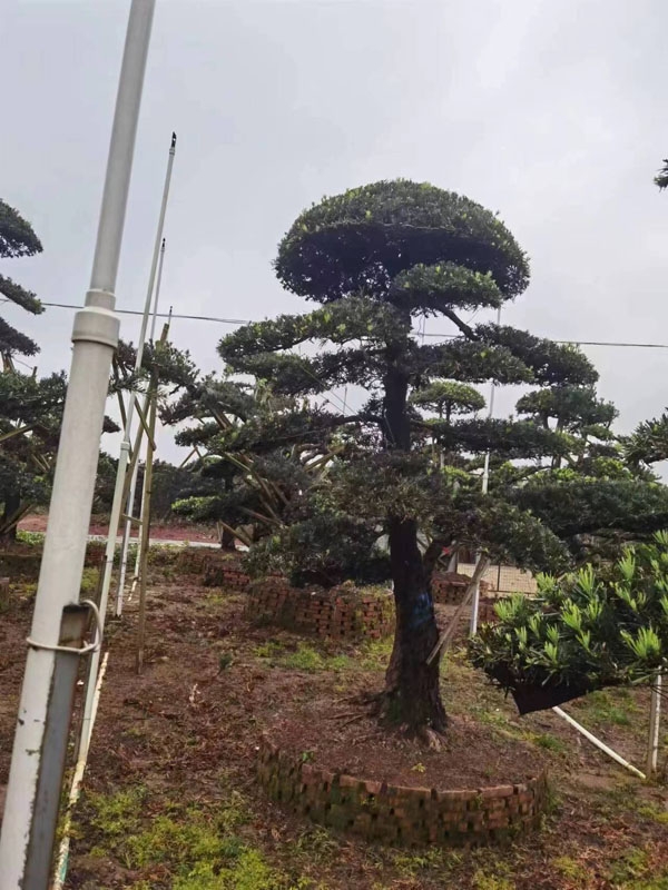 罗汉松