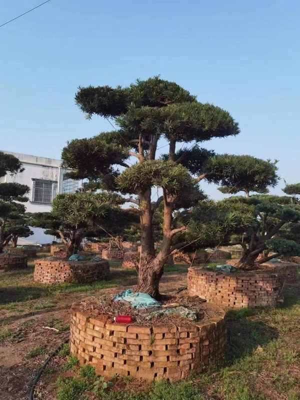 罗汉松