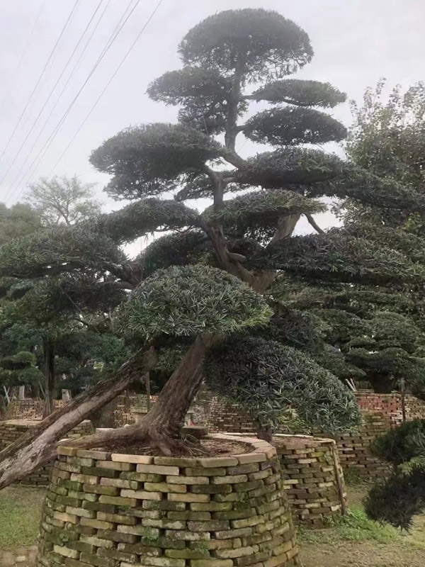 罗汉松