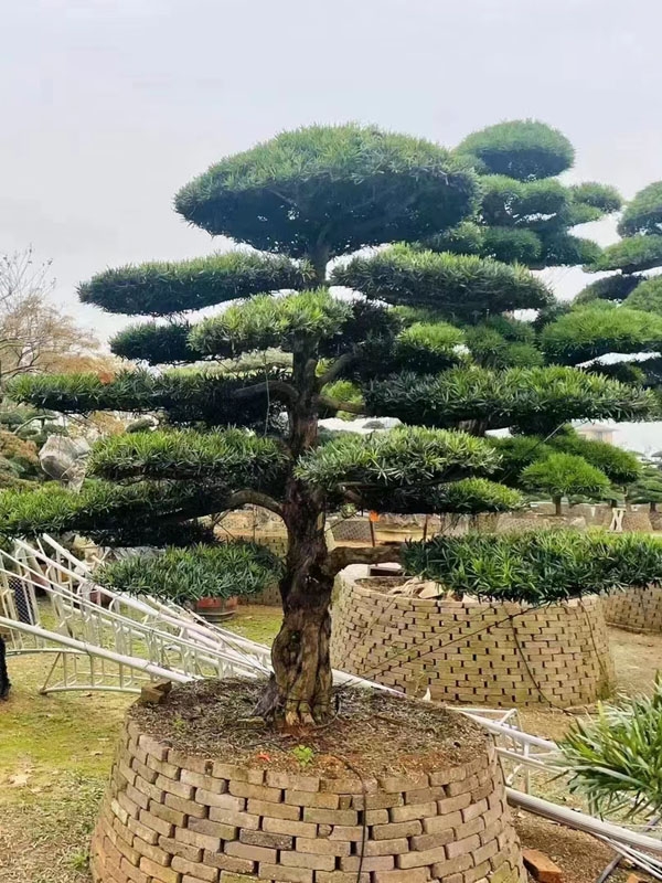 罗汉松