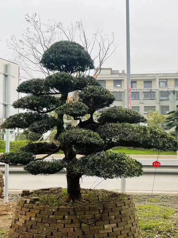 罗汉松