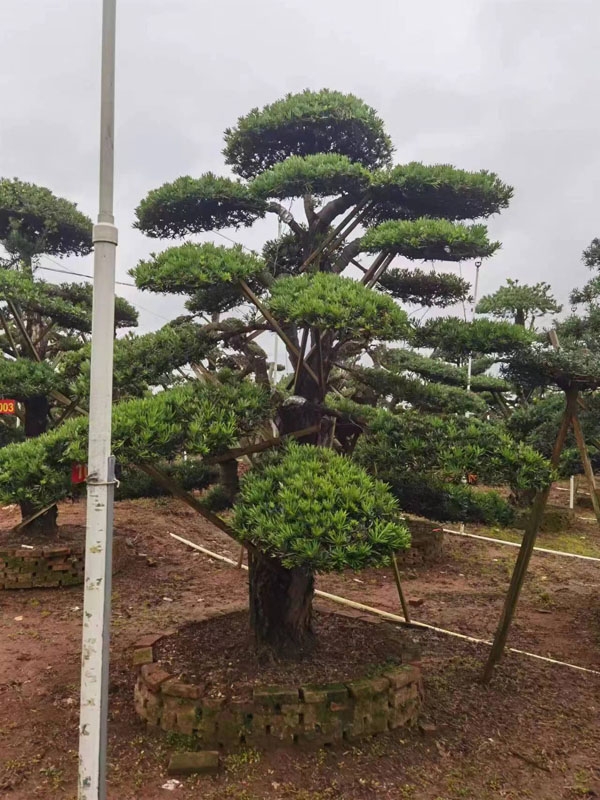 罗汉松