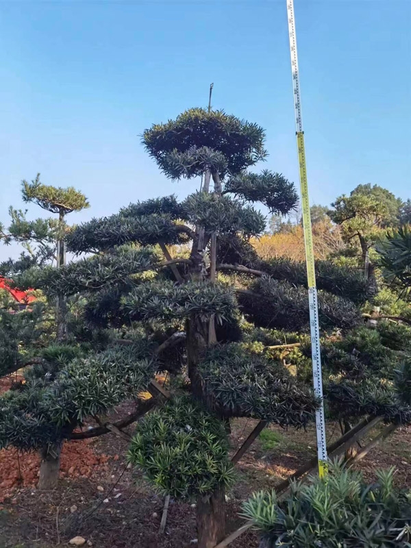 罗汉松