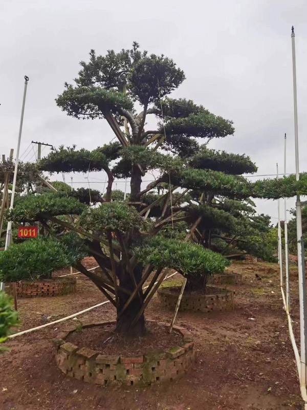 罗汉松