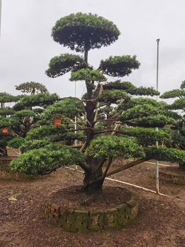 罗汉松