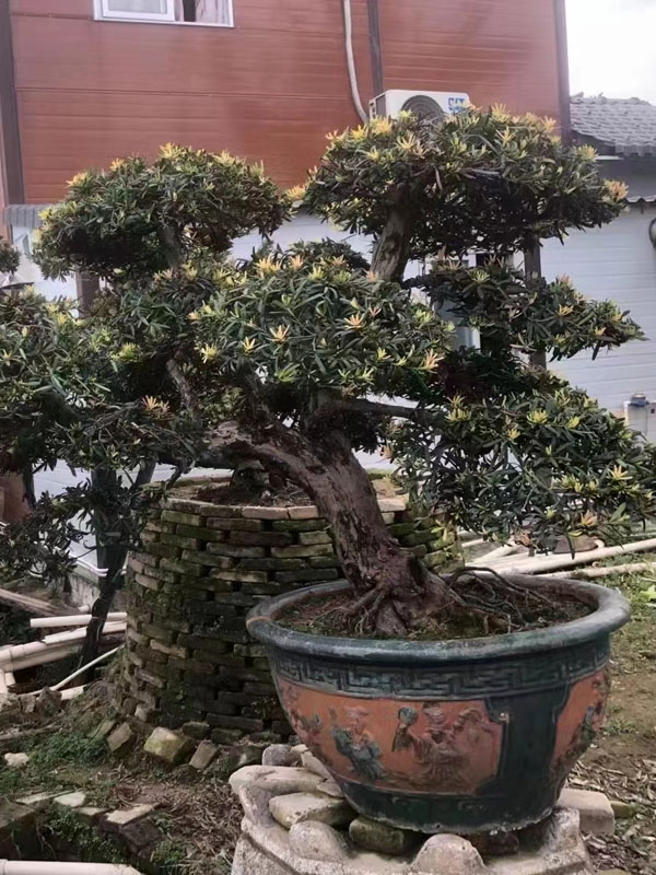 罗汉松