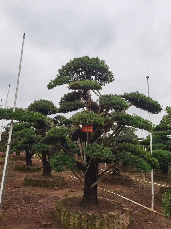 罗汉松