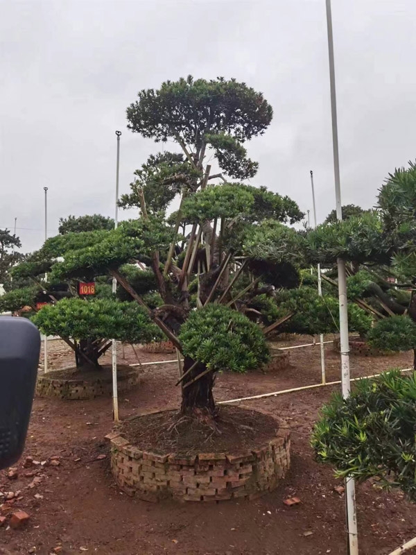 罗汉松
