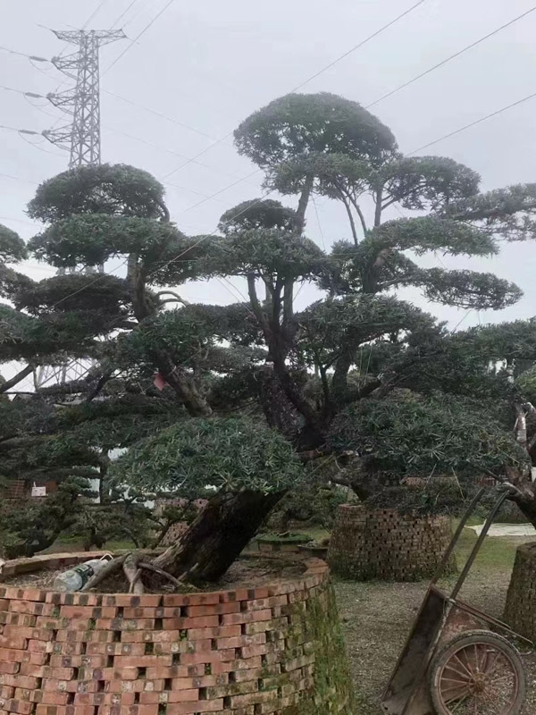 罗汉松
